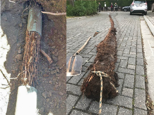 44+ How Fast Do Tree Roots Grow In Sewer Pipes